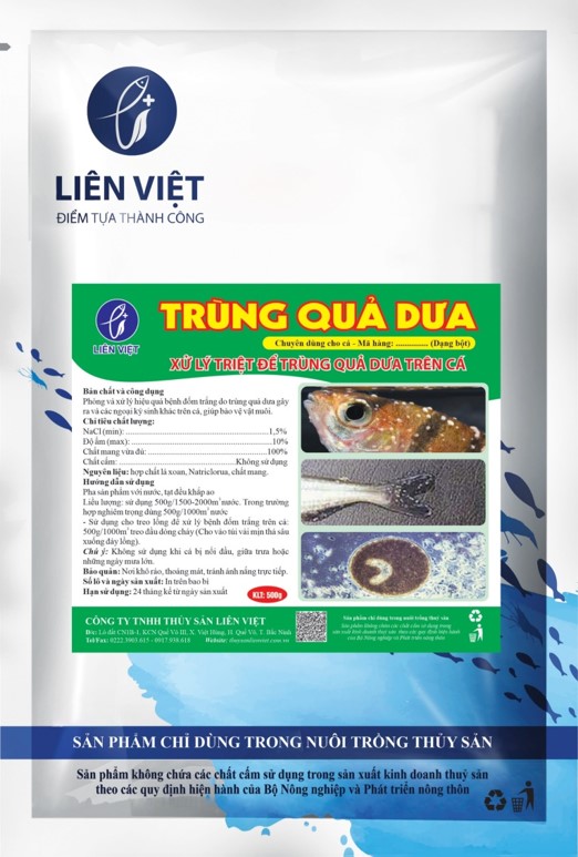 Cách chữa trị bệnh trùng quả dưa trên cá hiệu quả 1