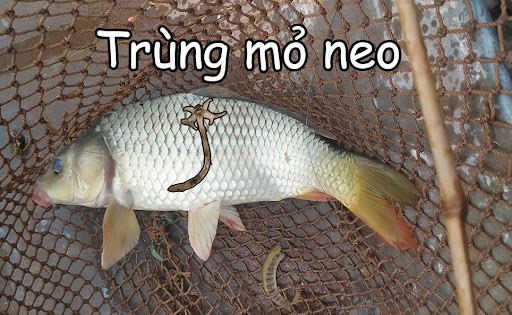 Thuốc trị trùng mỏ neo hiệu quả trên cá