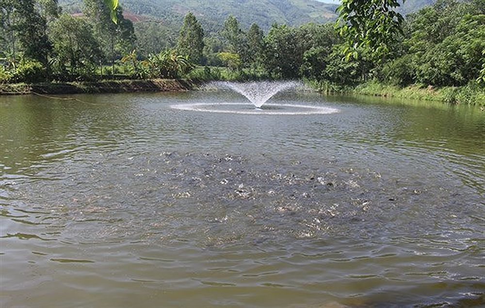 Cách tạo oxy cho ao cá