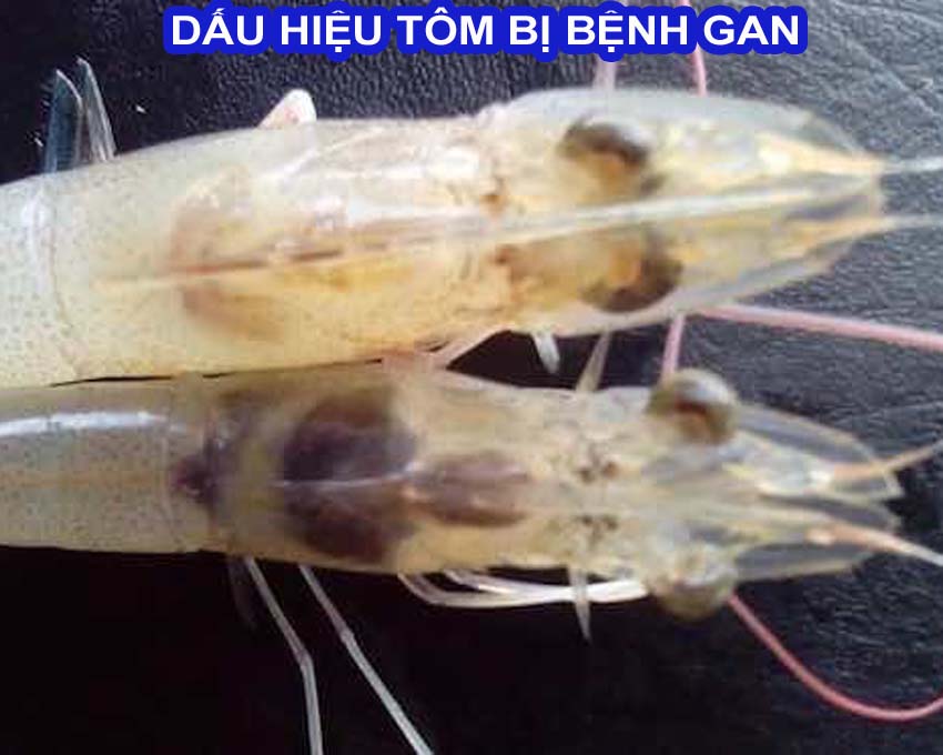 sản phẩm giải độc gan cho tôm hiệu quả 3